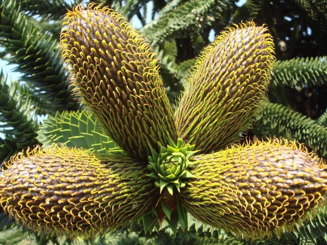 araucana araucana fleur